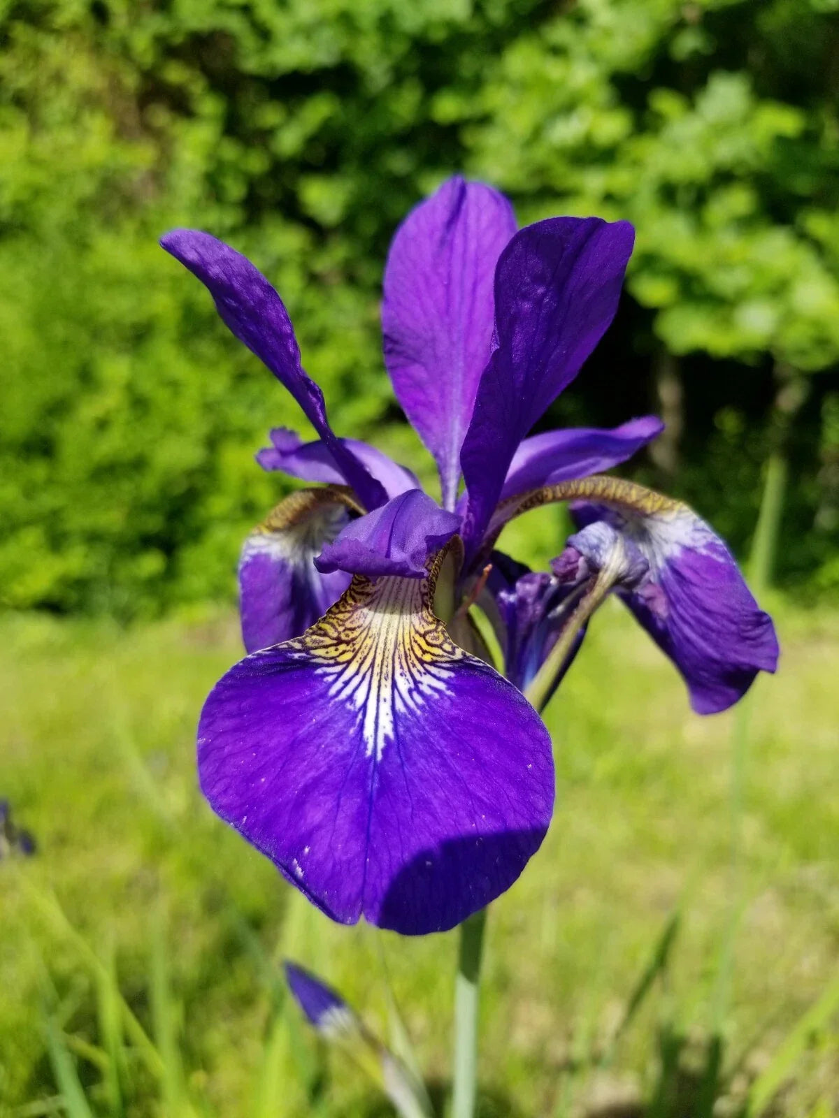 Siberian Iris Rhizomes - 3-5 Root Clump - Blue Violet Perennial Plant - Iris sibirica for Garden Beds & Borders
