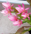 Rare Orchid Cactus Plant 6" German Empress Epiphyllum Rooted Live Plant for Indoor & Outdoor Decor