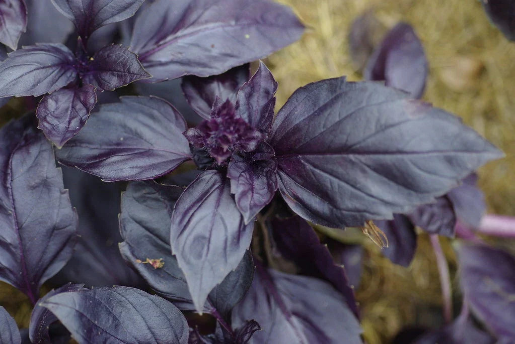 Red Rubin Basil Seeds Bulk Pack - Fragrant Ocimum basilicum Herb for Cooking & Garnishing