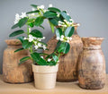 Madagascar Jasmine Starter Plant - Small Rooted Stephanotis floribunda, Fragrant Indoor Flowering Plant