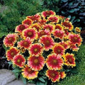 Gaillardia Seeds 100 Pack, Arizona Sun Bright Large Cut Flowers, Gaillardia pulchella, Drought-Tolerant Annual