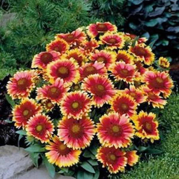 Gaillardia Seeds 100 Pack, Arizona Sun Bright Large Cut Flowers, Gaillardia pulchella, Drought-Tolerant Annual