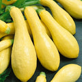 Prolific Straightneck Squash Seeds – Heirloom Cucurbita pepo, Bountiful Harvest, Easy to Grow, Full Sun, Seed Packet Options