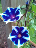 Japanese Morning Glory Seeds Mix - 10 Seeds, Ipomoea nil, Vibrant Colors for Gardens & Containers