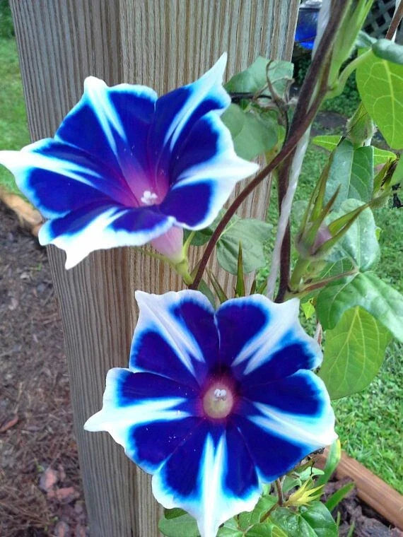 Japanese Morning Glory Seeds Mix - 10 Seeds, Ipomoea nil, Vibrant Colors for Gardens & Containers