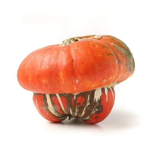 Turks Turban Squash Seeds - Heirloom Cucurbita maxima, Decorative & Edible, 25+ Pack for Garden Planting