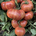 Vintage Wine Striped Tomato Seeds - Heirloom Beefsteak Variety, 120+ Seeds, Solanum lycopersicum