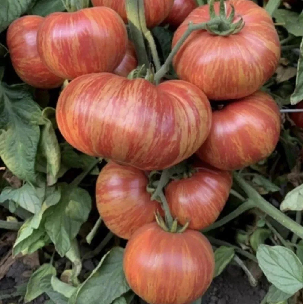 Vintage Wine Striped Tomato Seeds - Heirloom Beefsteak Variety, 120+ Seeds, Solanum lycopersicum