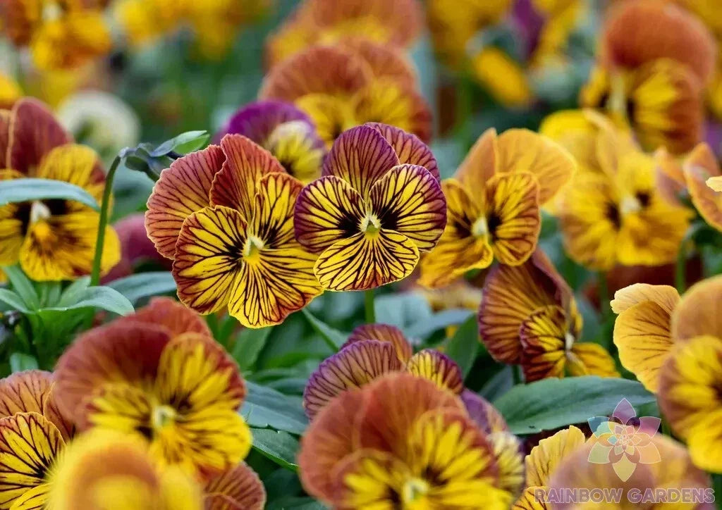 Tiger Eye Yellow Pansy Seeds - Viola x wittrockiana, 200+ Pack, Garden Flowers, Annual, Bright Yellow Blooms, USA Grown, Free Shipping