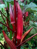 Red Burgundy Okra Seeds - 30+ Summer Vegetable Garden Culinary Abelmoschus esculentus