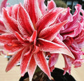 Doublet Amaryllis Jumbo Bulb 30/32cm - Red and White Variegated Hippeastrum Flowering Plant