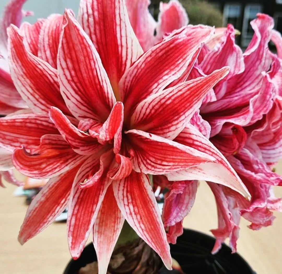 Doublet Amaryllis Jumbo Bulb 30/32cm - Red and White Variegated Hippeastrum Flowering Plant