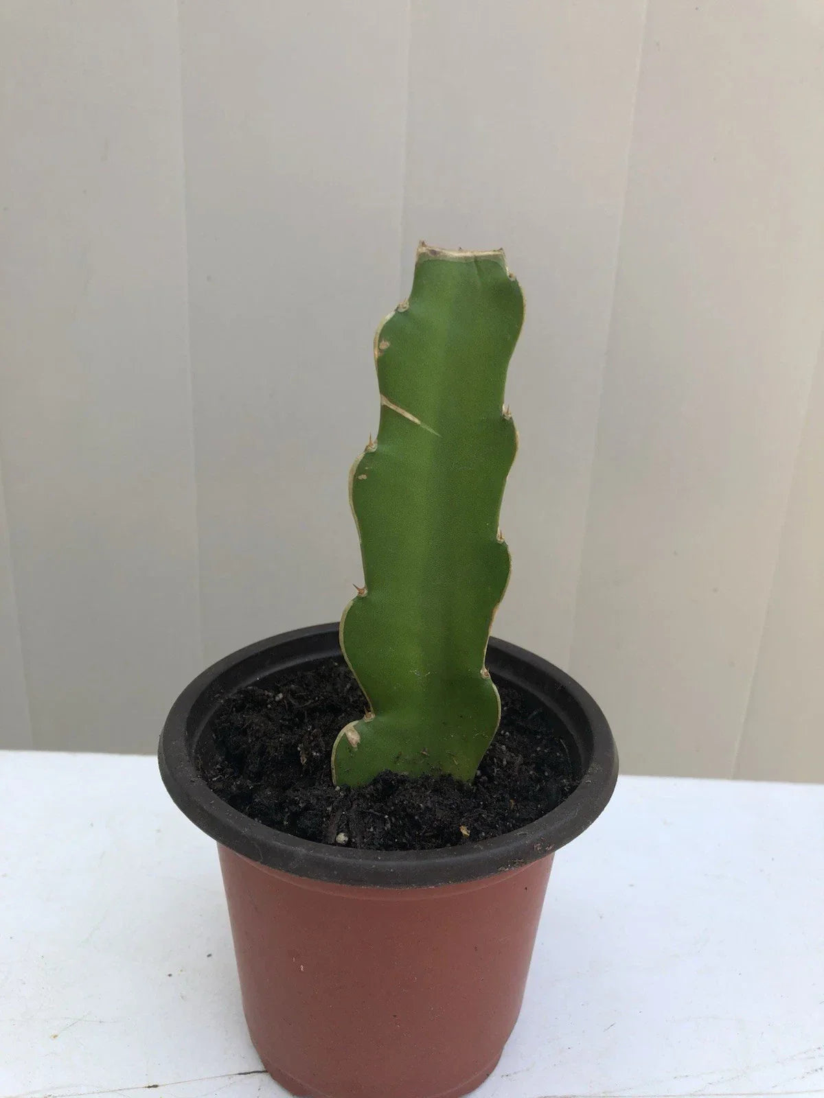 Dragon Fruit Cutting in Pot 6” | Pitaya Cactus Hylocereus undatus | Ready to Plant for Indoor & Outdoor Gardens