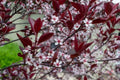 Sand Cherry Bush Seedlings - 2 Pack, Prunus besseyi, Hardy Fruit-Bearing Shrubs for Landscaping and Garden