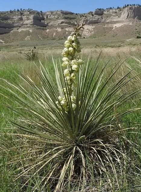 Yucca Glauca Plant - Drought-Tolerant Perennial with Sword-Like Foliage - Soapweed Yucca for Xeriscaping