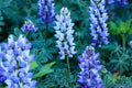 Teal Lupine Seeds - 25+ Perennial Garden Planting - Lupinus perennis - Attracts Pollinators, Easy to Grow