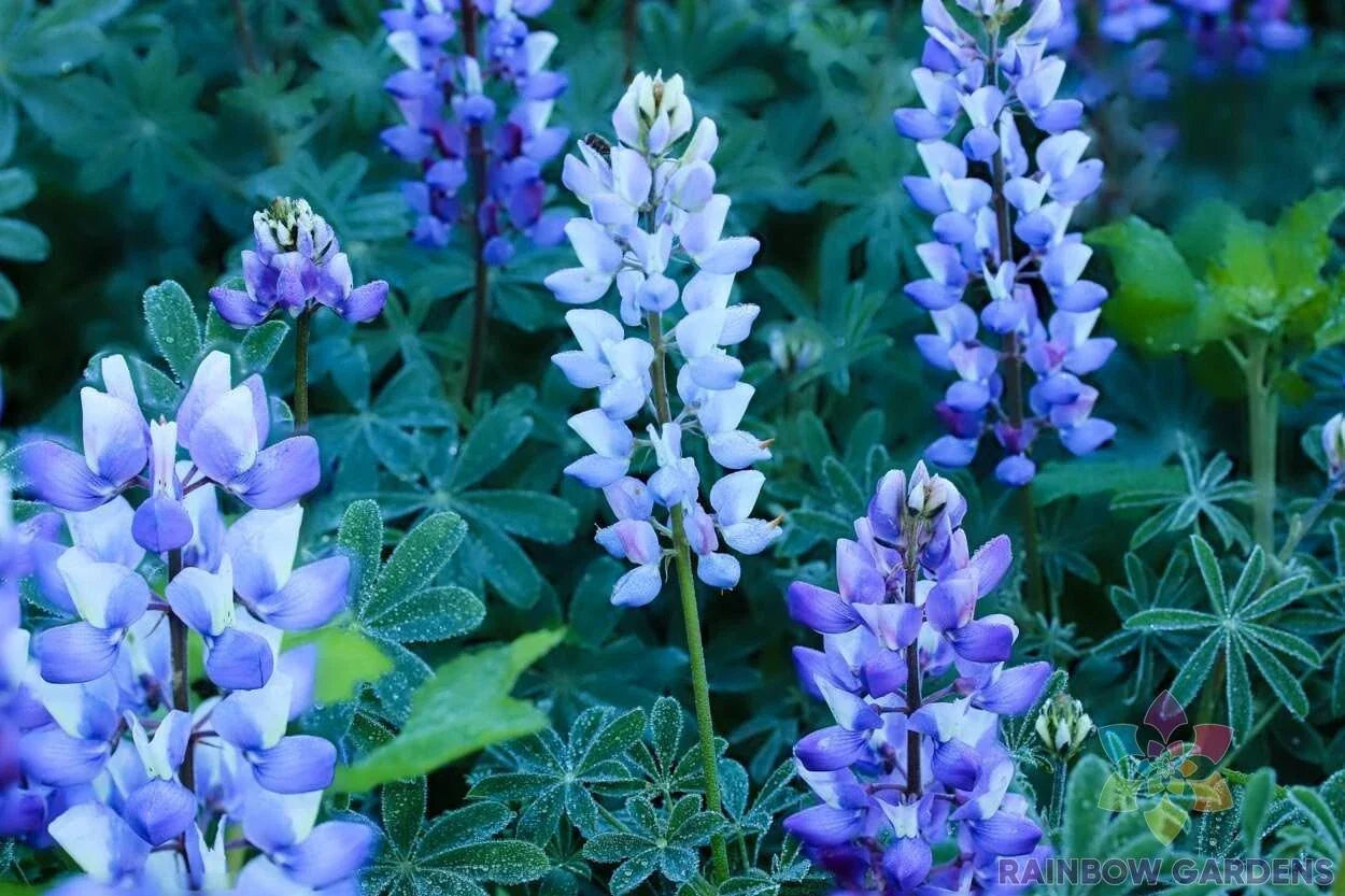 Teal Lupine Seeds - 25+ Perennial Garden Planting - Lupinus perennis - Attracts Pollinators, Easy to Grow