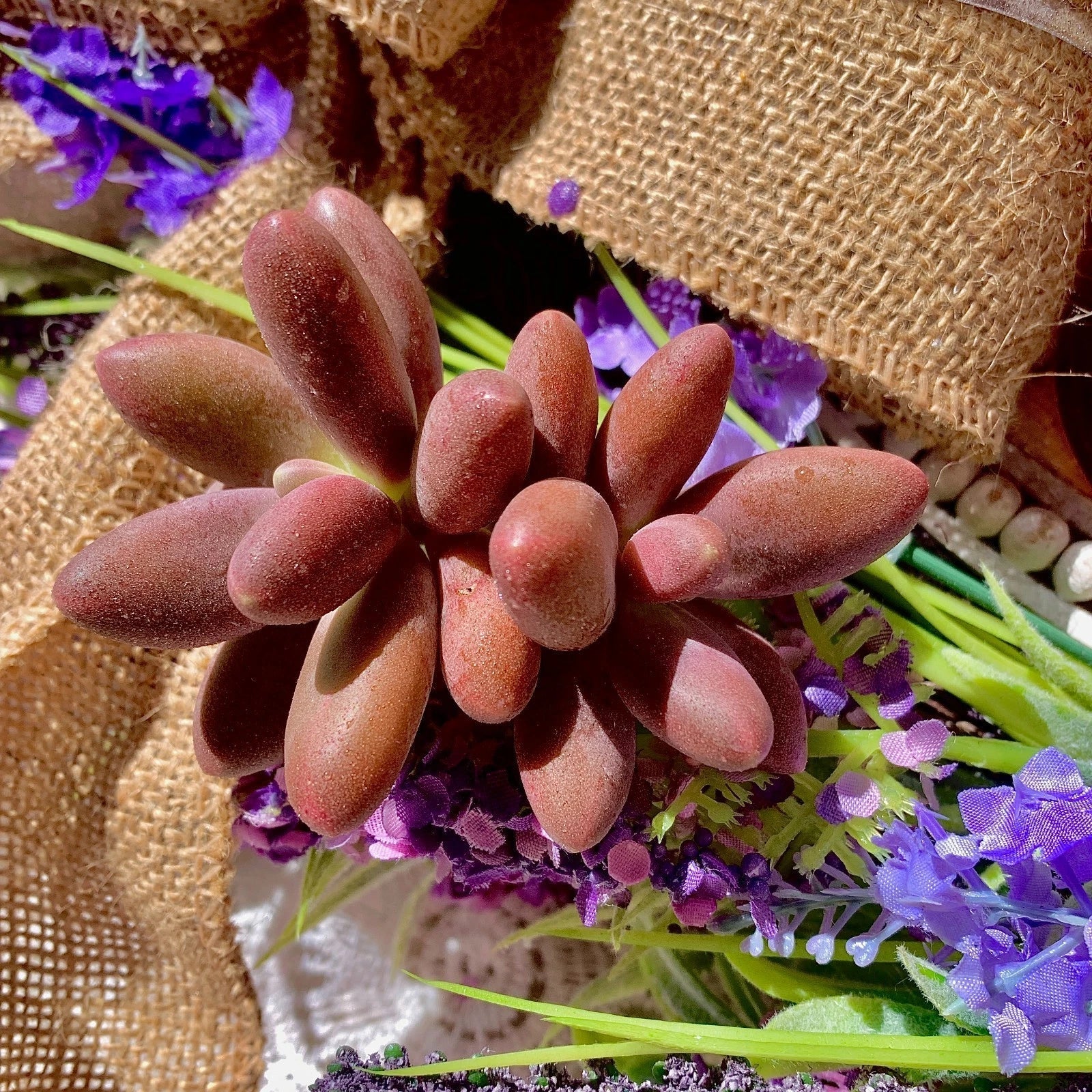 Rare Pachyphytum Captain Jessop Succulent Bare Root Plant - Unique Wedding Favors, Easy Care, Pastel Leaves, Pachyphytum oviferum