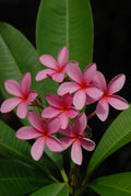 Plumeria Cutting 15-17” Pink Rooted Flower Tropical Plant Florida Grown