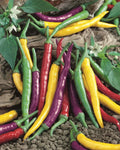 Cayenne Hot Pepper Seeds - 10 Seeds, Colorful Blend of Purple, Green, Yellow, Red, Capsicum annuum, Culinary & Decorative Use
