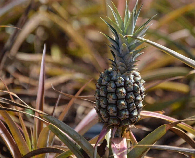 Rondon Pineapple Seeds - 15+ Pack, Ananas comosus, Tropical Fruit Plant for Garden or Container Growing