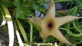 Giant Stapelia Cutting - Succulent Plant - Star-Shaped Flowers - Stapelia gigantea