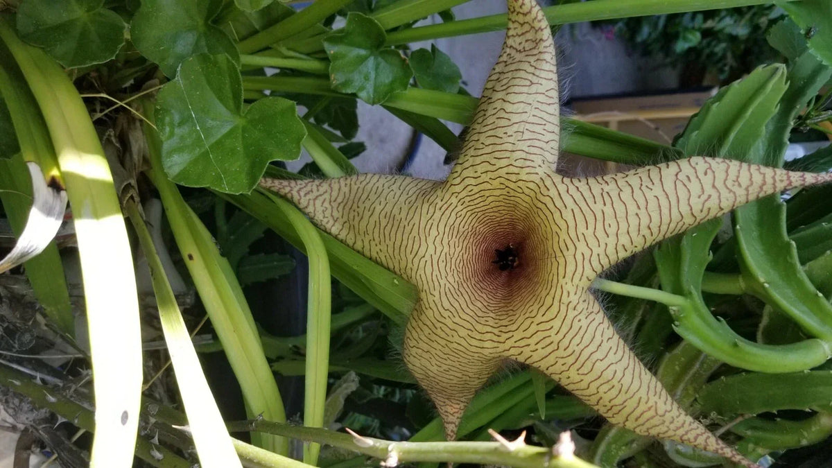 Giant Stapelia Cutting - Succulent Plant - Star-Shaped Flowers - Stapelia gigantea