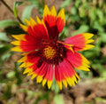 Indian Blanket Seeds 25 Gaillardia Pulchella Firewheel Blanket Flower Seeds for Gardens, Pollinator Attracting, Drought-Resistant