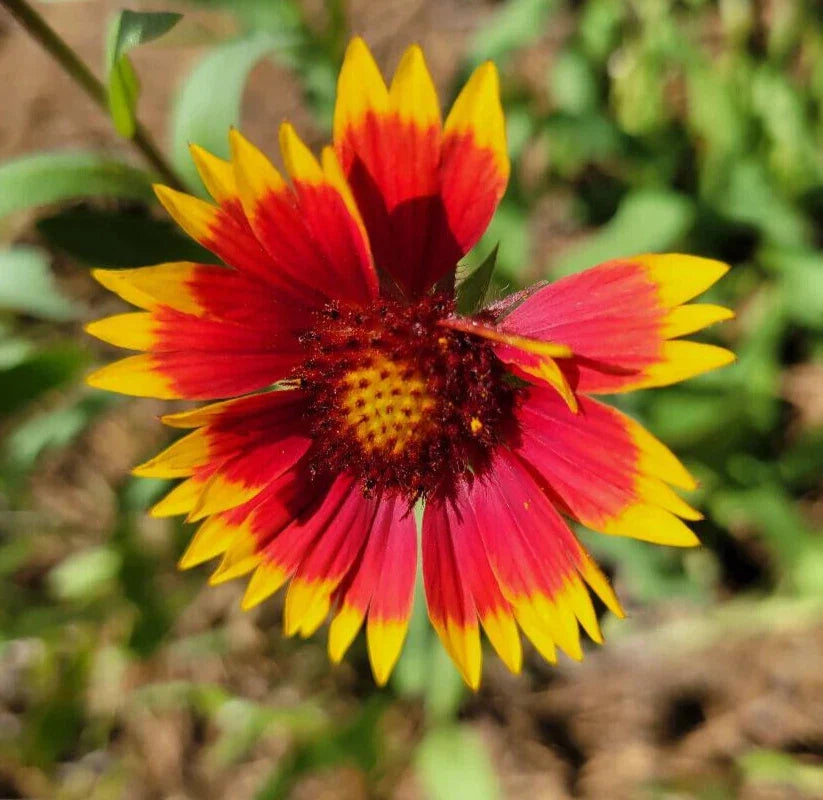 Indian Blanket Seeds 25 Gaillardia Pulchella Firewheel Blanket Flower Seeds for Gardens, Pollinator Attracting, Drought-Resistant