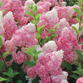 Vanilla Strawberry Hydrangea Live Rooted Cuttings - 5 Easy Care Hydrangea paniculata Garden Plants