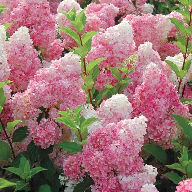 Vanilla Strawberry Hydrangea Live Rooted Cuttings - 5 Easy Care Hydrangea paniculata Garden Plants
