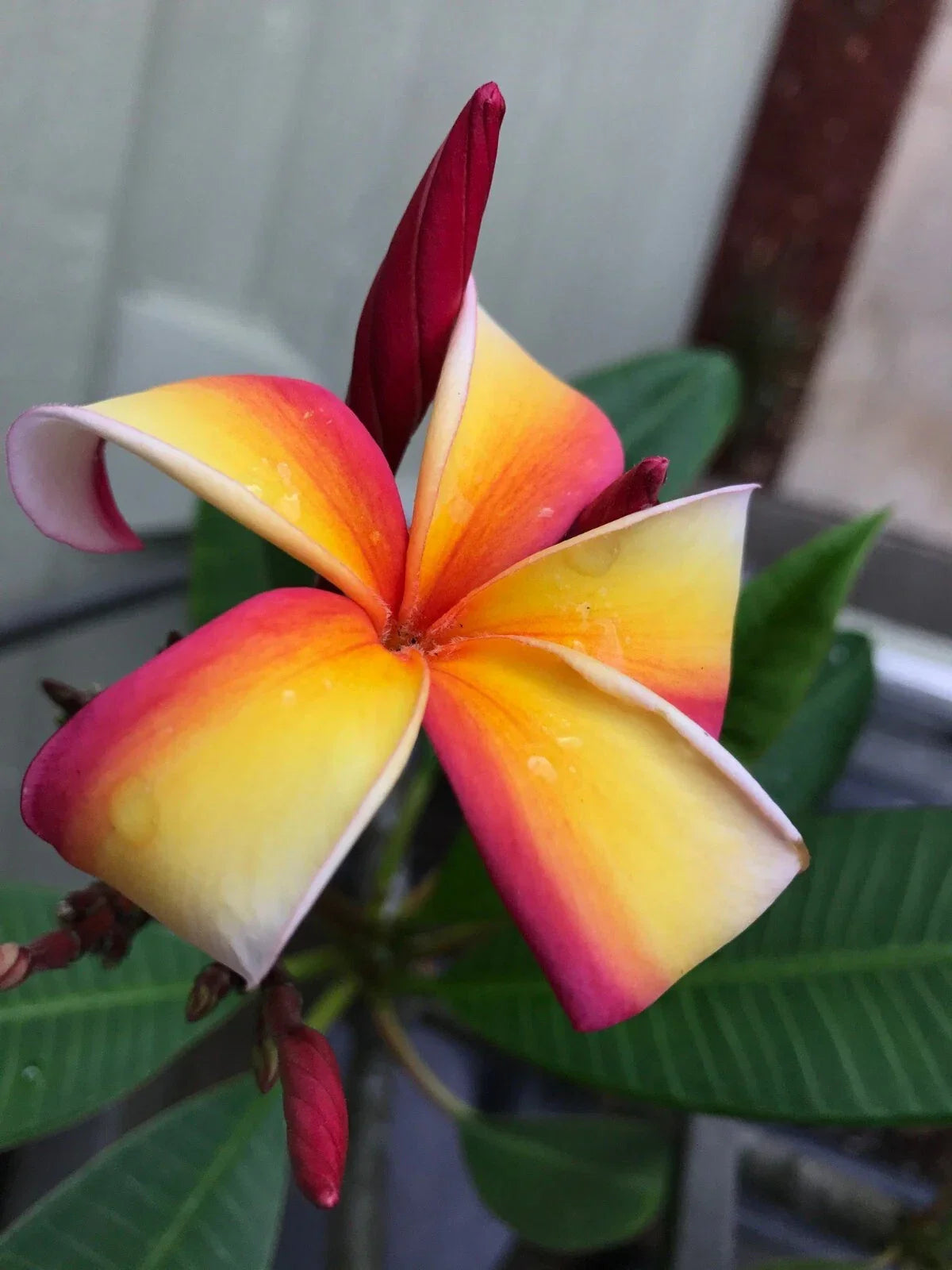 Fresh Plumeria Cutting 12” | Tropical Flowering Plant Plumeria spp.