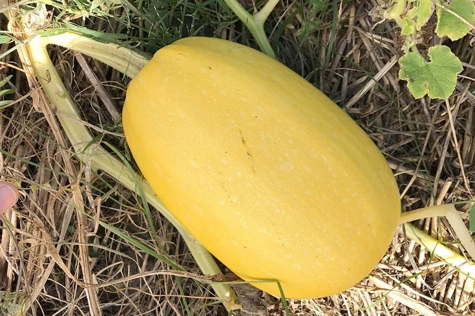Vegetable Spaghetti Winter Squash Seeds, Non-GMO, Low Carb Pasta Alternative, Cucurbita pepo, Vining, Full Sun
