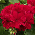 Geranium Cuttings 5 Deep Velvet Red Pelargonium for Rooting, Garden, Indoor, Outdoor
