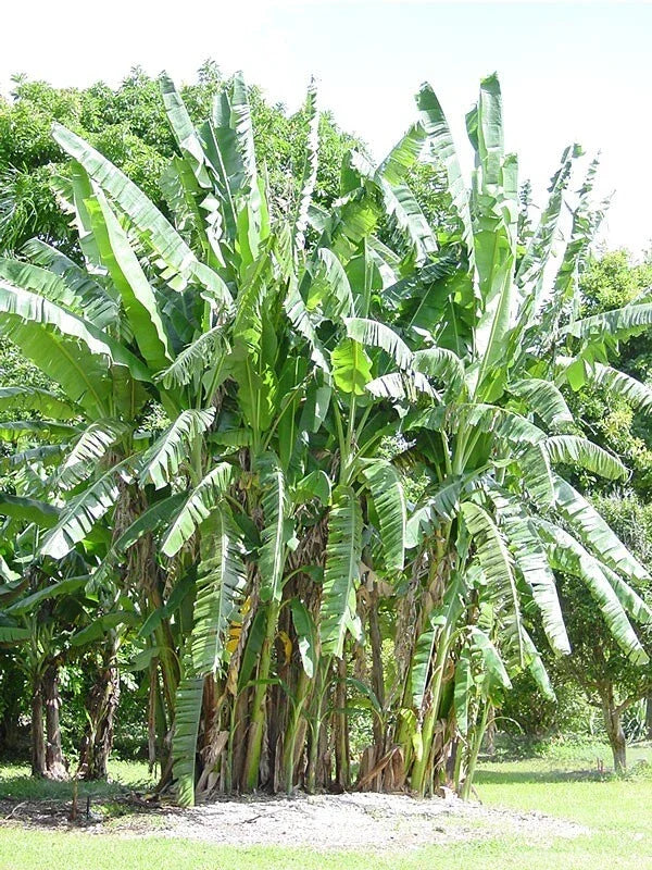 African Giant Banana Tree Starter Plant - Small Rooted Musa Kandarian Tropical Indoor Outdoor Plant