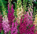 Foxglove Seeds - Digitalis Excelsior Mix - Over 1,000 Non-GMO Flower Seeds for Garden Planting, Vibrant Purple, Pink & White Colors