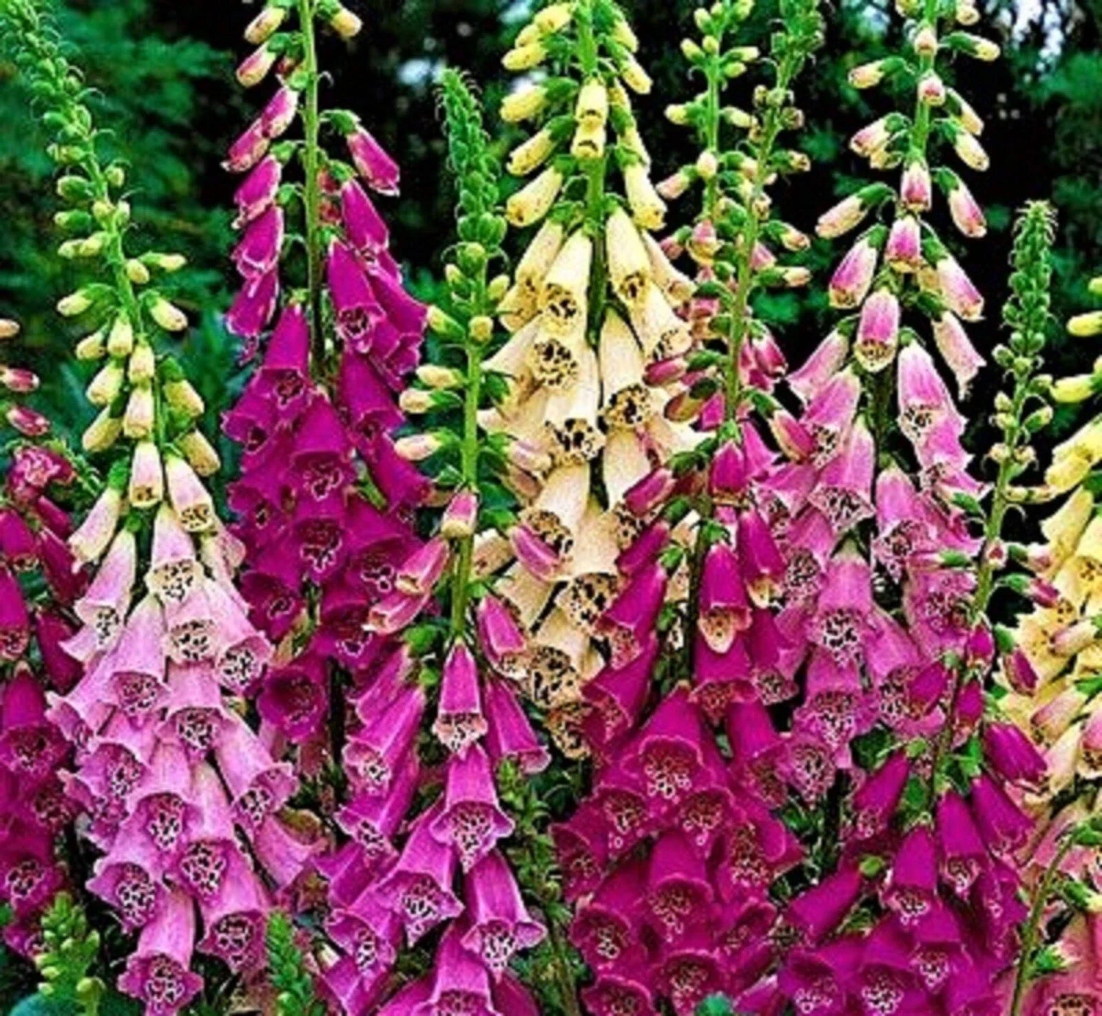 Foxglove Seeds - Digitalis Excelsior Mix - Over 1,000 Non-GMO Flower Seeds for Garden Planting, Vibrant Purple, Pink & White Colors
