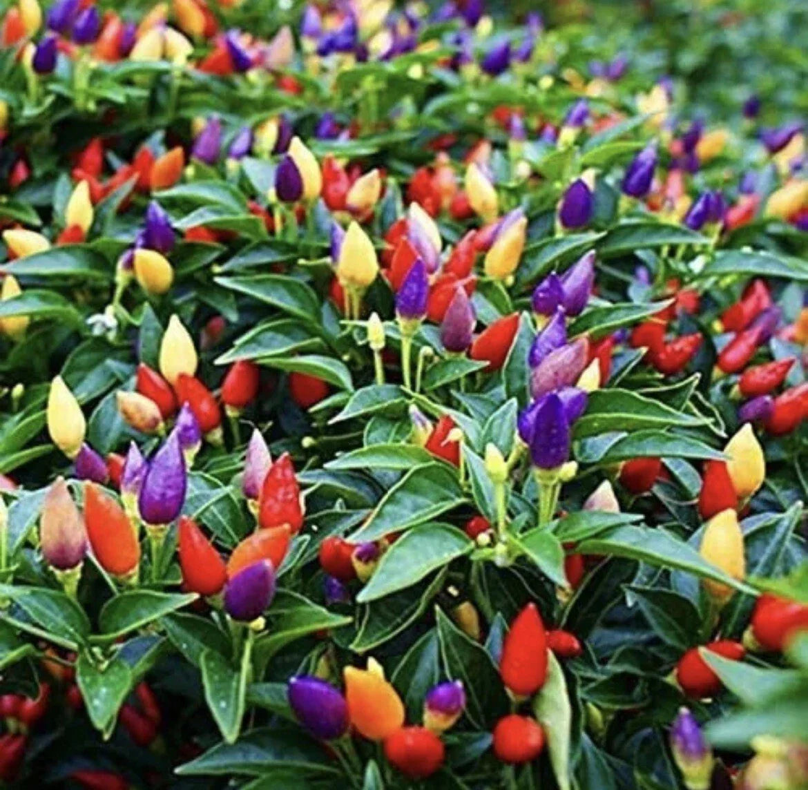 Five Color Chili Pepper Seeds - Rainbow Capsicum annuum for Planting, 50+ Seeds, Colorful Hot Peppers, Garden & Container Growth