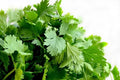 Cilantro Seeds - Bulk Organic Non-GMO Coriandrum sativum Herb Seeds for Gardening & Cooking