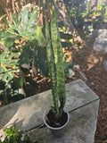 Sansevieria Zeylanica Bare Root Plant - Mother-in-Law's Tongue Succulent - Upright Green and Yellow Foliage