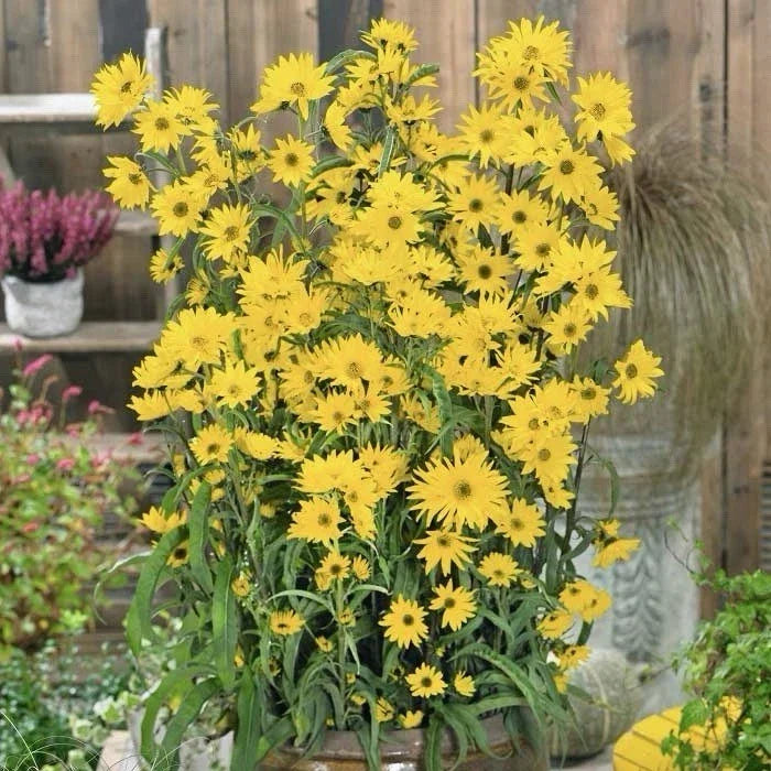 Maximilian's Sunflower Seeds 500+ | Helianthus maximiliani | Native Wildflower Seeds for Gardens & Meadows