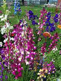 Snapdragon Seeds - Fairy Bouquet Mix, Multicolor Annual Flowers, Antirrhinum majus, Over 200 Seeds