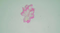 Christmas Cactus Starter Plant - Pink Pearl Schlumbergera Truncata - Indoor Houseplant, Well-Rooted, Easy Care, Holiday Blooms