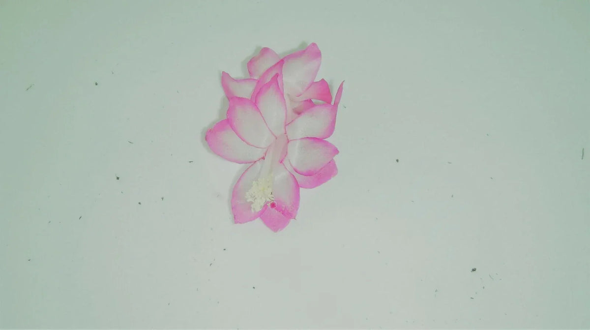 Christmas Cactus Starter Plant - Pink Pearl Schlumbergera Truncata - Indoor Houseplant, Well-Rooted, Easy Care, Holiday Blooms