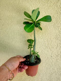 Desert Rose Plant 4" Pot Adenium obesum Deep Burgundy Trumpet Flower Indoor Outdoor
