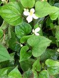 Houttuynia Cordata Fish Mint Plants - 10 Bare Root Live Plants - Culinary Herb for Salads & Soups