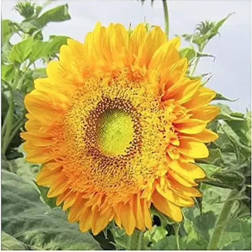 Double Sunflower Seeds - Large Bold Color - Rare Helianthus annuus - 120+ Seeds for Garden Beds & Borders