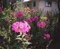 Tall Pink Phlox Plants - Pack of 5, Butterfly Attracting, Phlox paniculata, Summer Blooms, Garden Border, Container Display