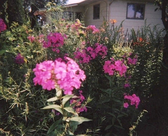 Tall Pink Phlox Plants - Pack of 5, Butterfly Attracting, Phlox paniculata, Summer Blooms, Garden Border, Container Display