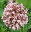 Milkweed Seeds - 50+ Asclepias Syriaca Perennial Flower for Butterfly Garden, Pollinator Support